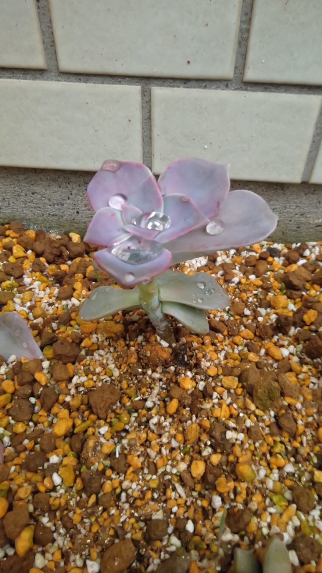 KIMG0451-1